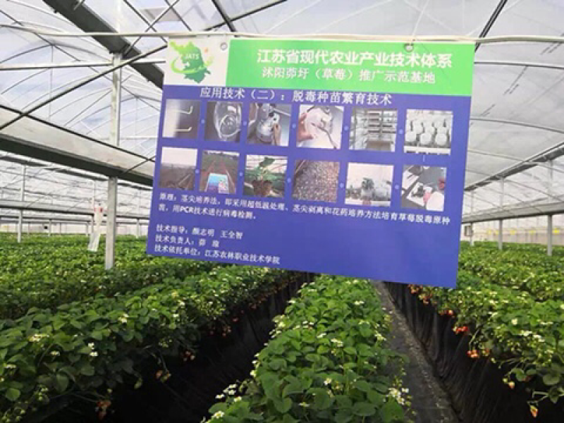 我们先后从省农科院引进久香、红颜、明宝，甜查理等多个