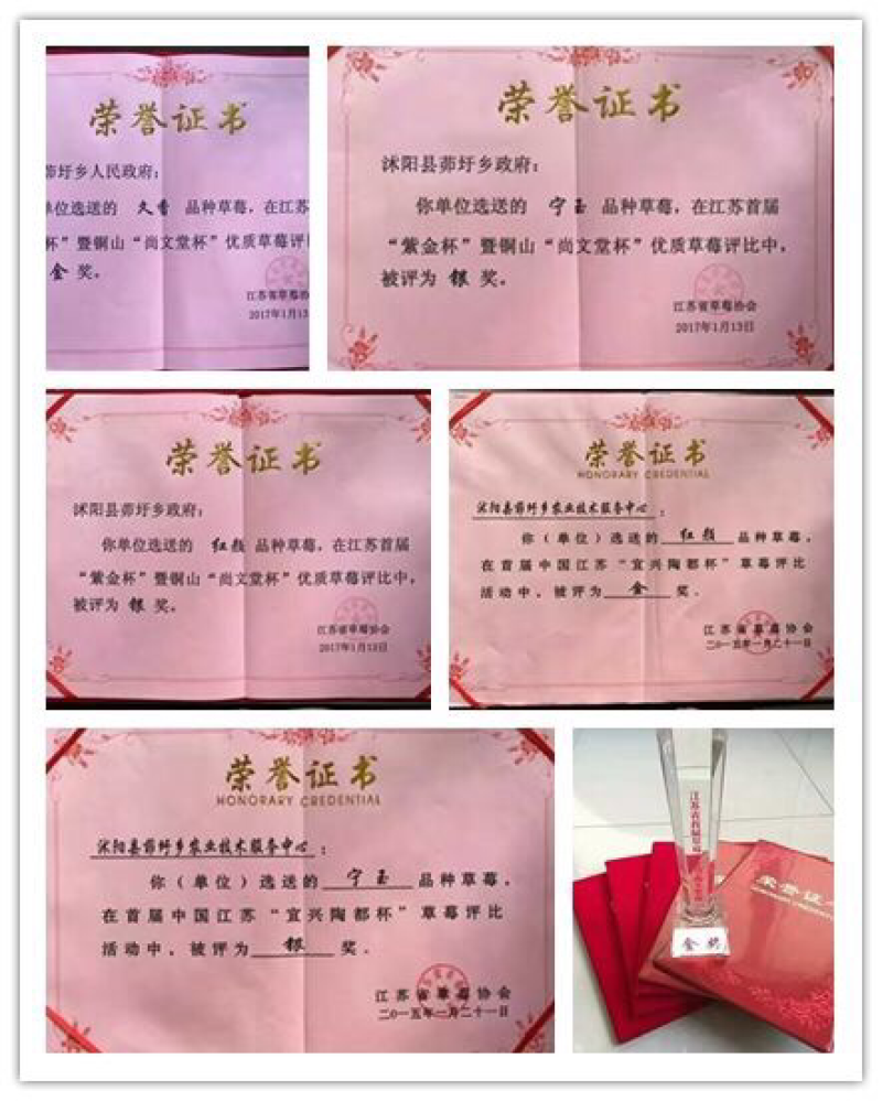 我们先后从省农科院引进久香、红颜、明宝，甜查理等多个