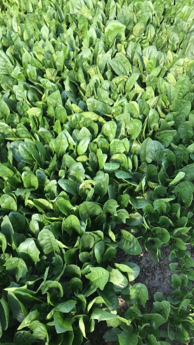 菠菜