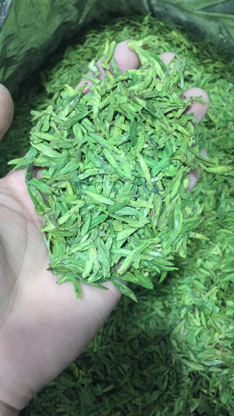 龙井绿茶浙江松阳龙井小芽龙井扁茶绿茶