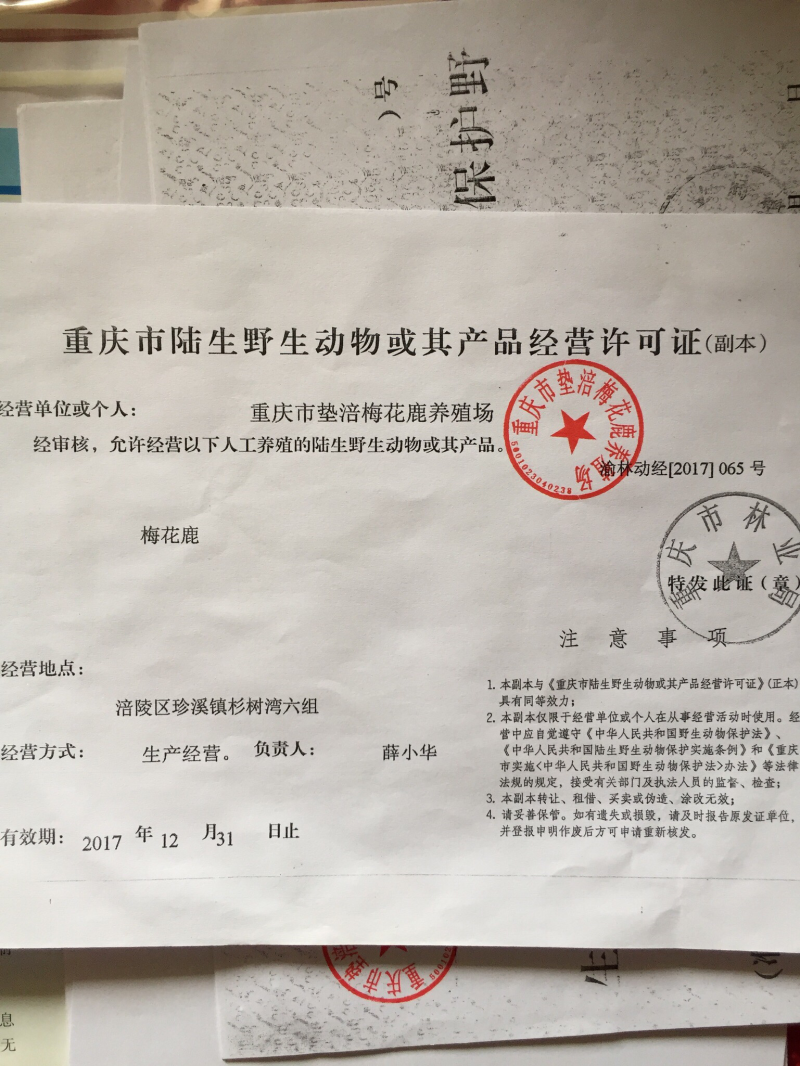【精品鹿茸鹿场直销】带血鹿茸，含血充足野草饲养
