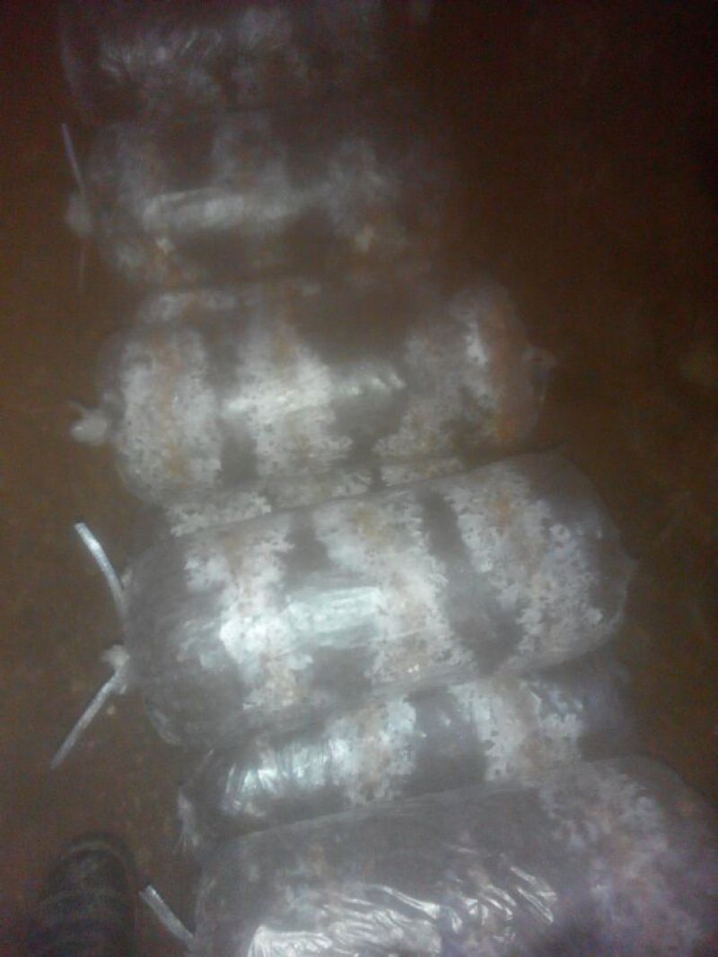 平菇菌棒23×55产地直发质量保证免费技术指导