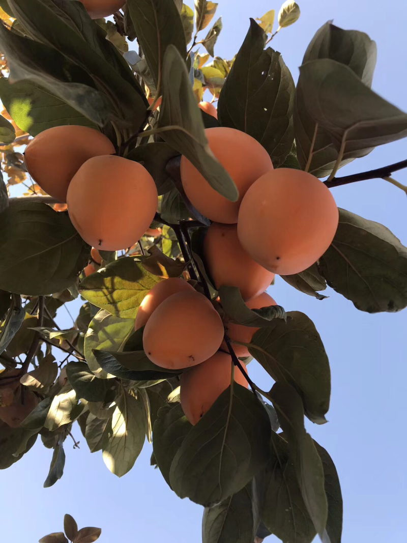 正宗富平柿饼，对接电商平台和全国各地代理