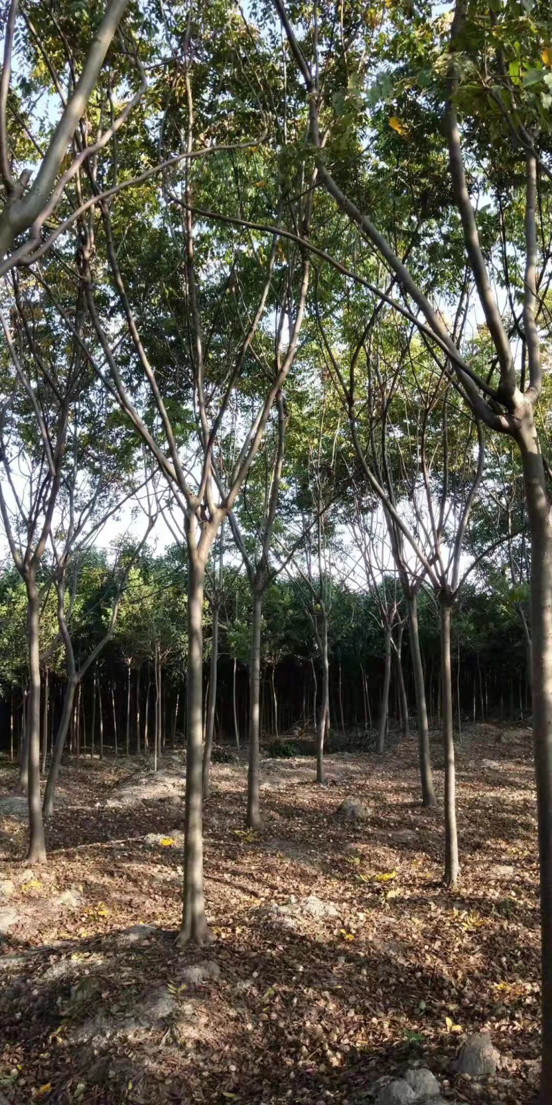 栾树