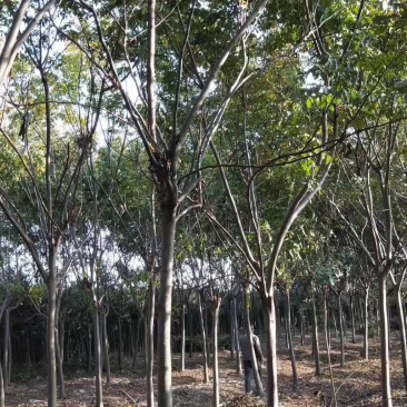 栾树