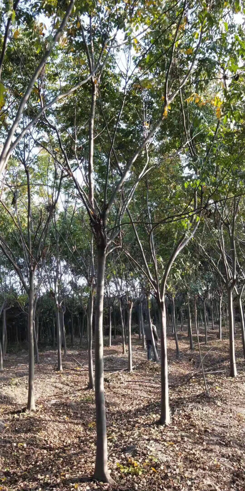 栾树