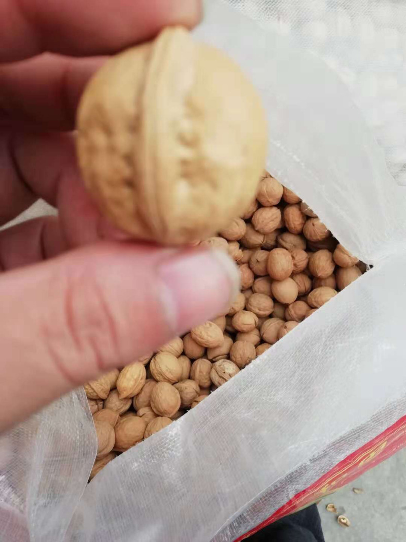 新疆薄皮小果25mm70元一件