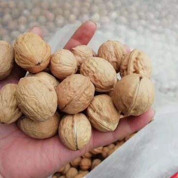 新疆薄皮小果25mm70元一件