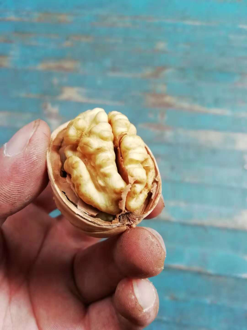 新疆185纸皮核桃