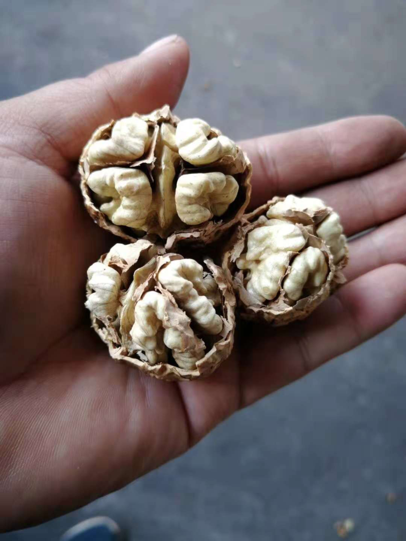 新疆185纸皮核桃