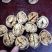 新疆185纸皮核桃