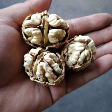 云南大麻子纸皮核桃50斤一件