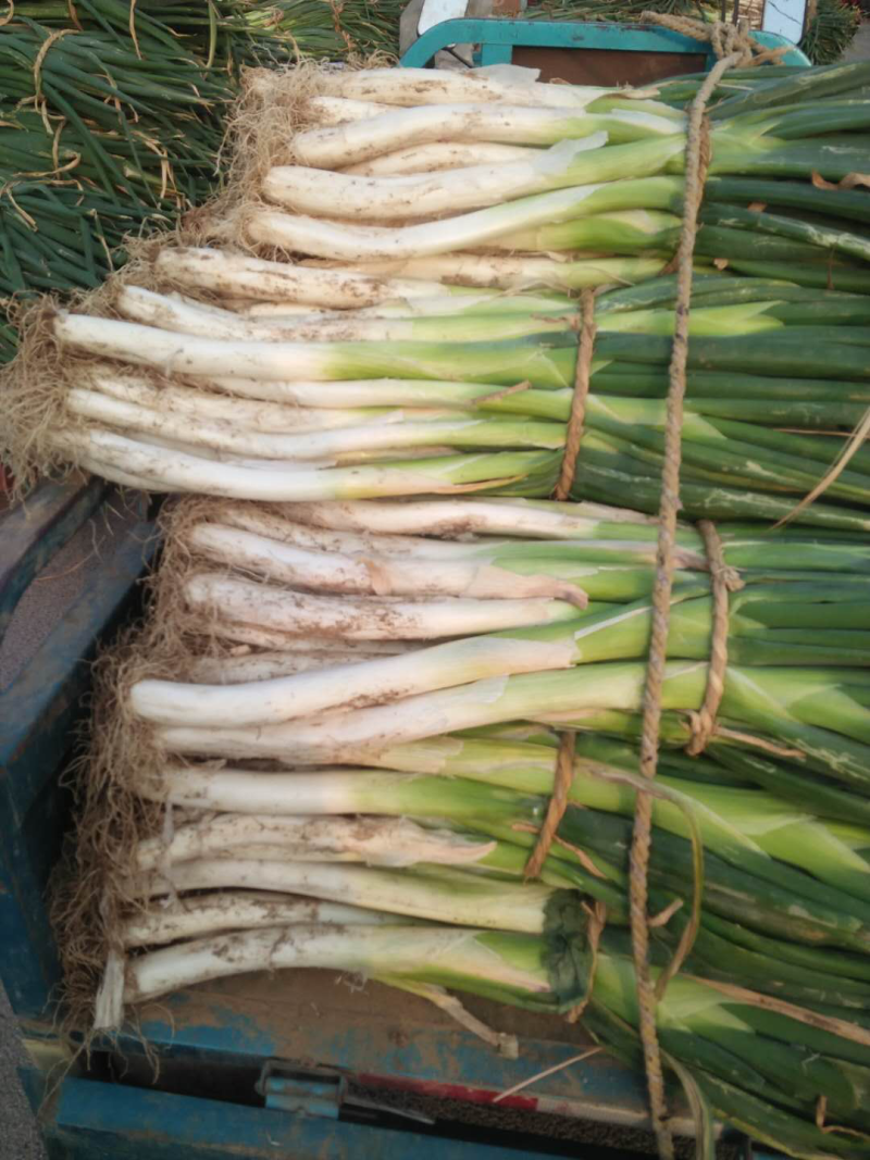 【推荐】长白大葱，葱白40公分左右，粗2-3公分大量上市