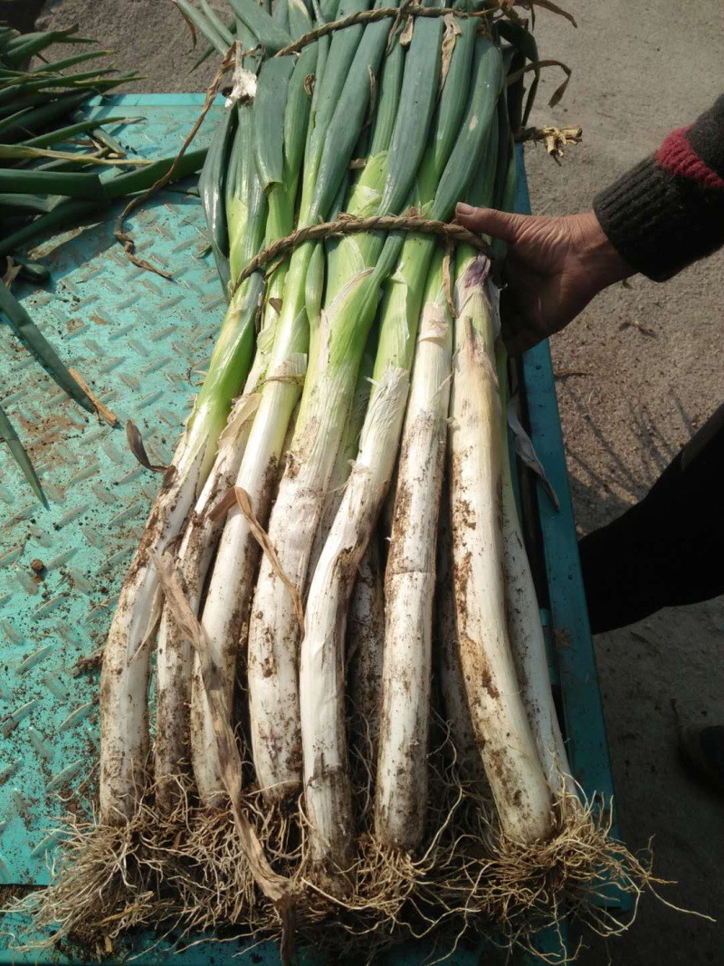 【推荐】长白大葱，葱白40公分左右，粗2-3公分大量上市