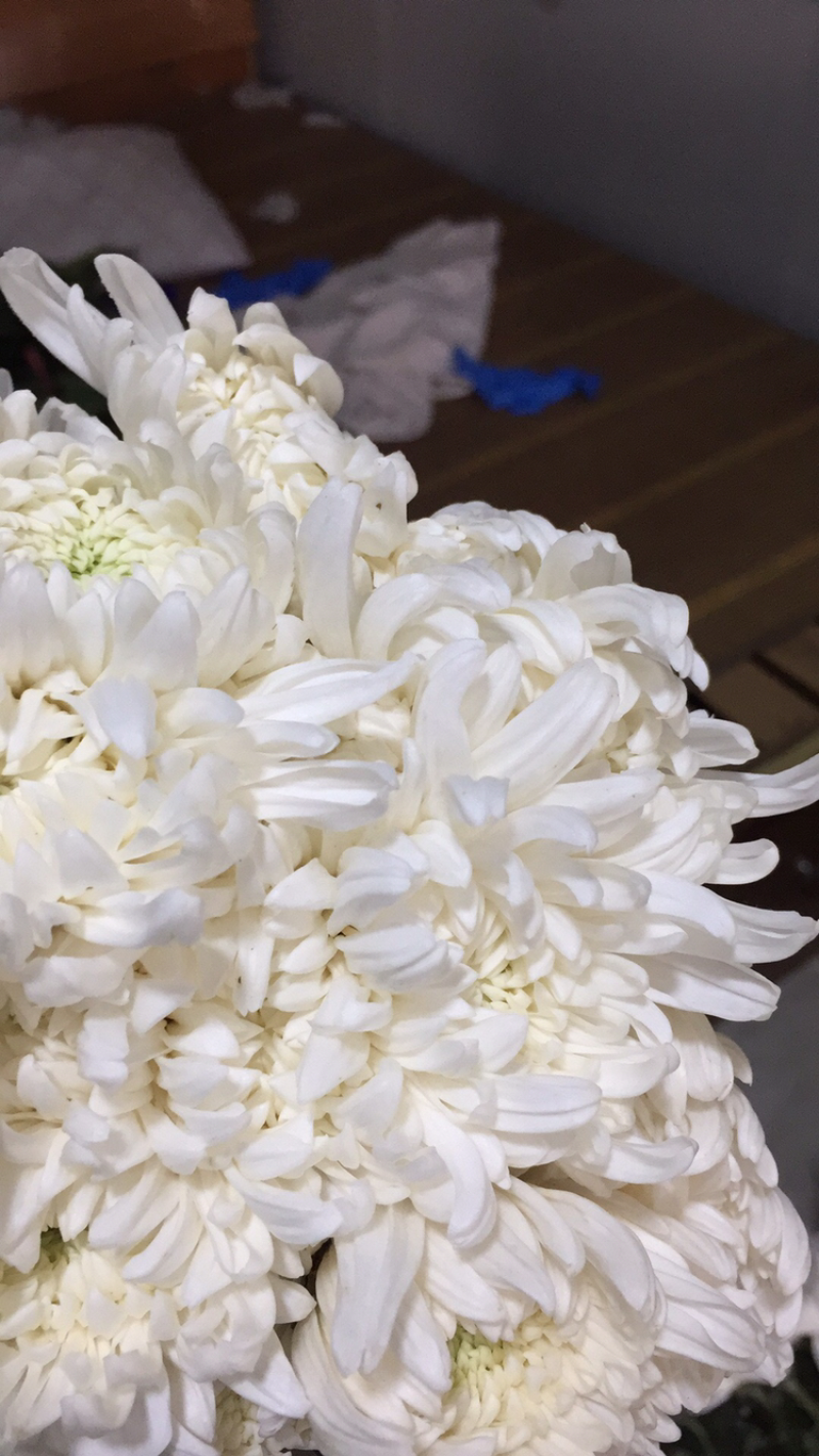 黄菊白菊
