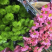 白菊黄菊雏菊