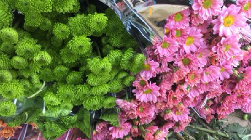 白菊黄菊雏菊