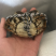 螃蟹