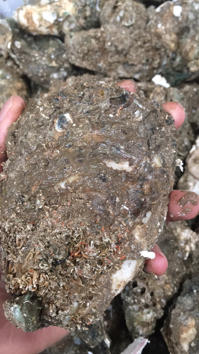 广东大蚝，2个/斤，全国发货，产地直供，生蚝