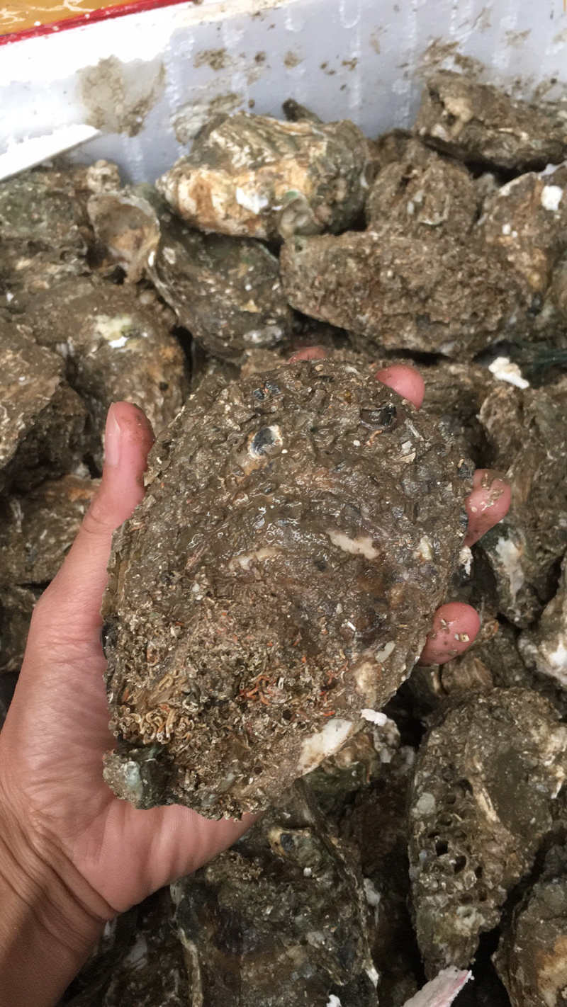 广东大蚝，2个/斤，全国发货，产地直供，生蚝