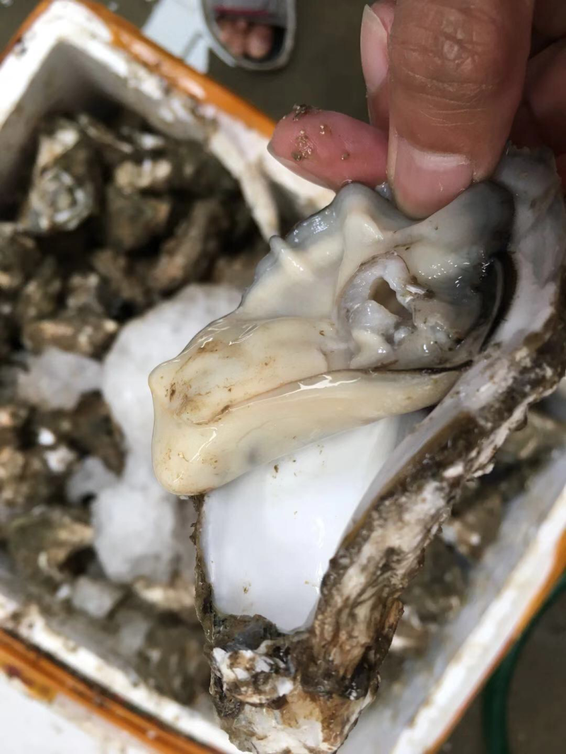 广东大蚝，2个/斤，全国发货，产地直供，生蚝