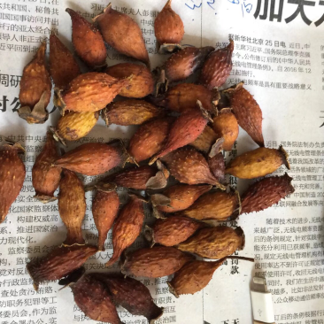 金樱子
