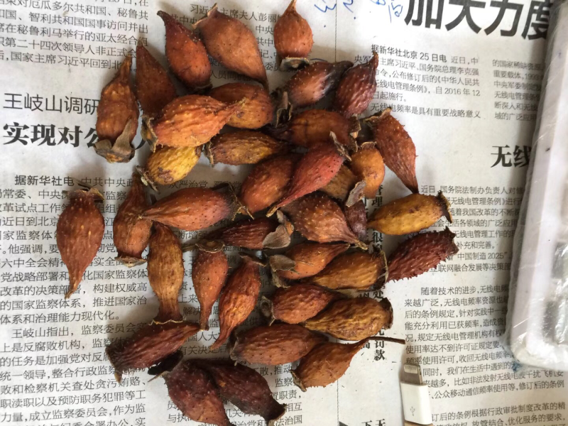 金樱子