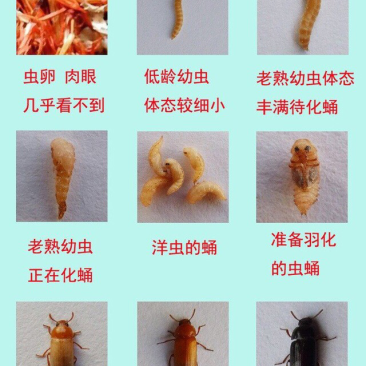 九龙虫养殖食用药用