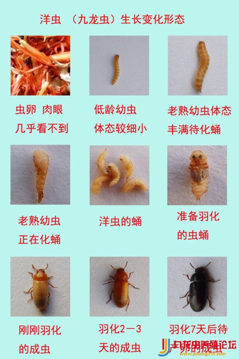 九龙虫养殖食用药用
