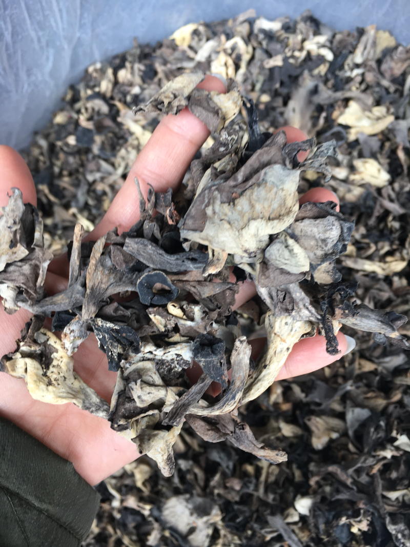 野生菌，野生黑喇叭菌，灰喇叭菌