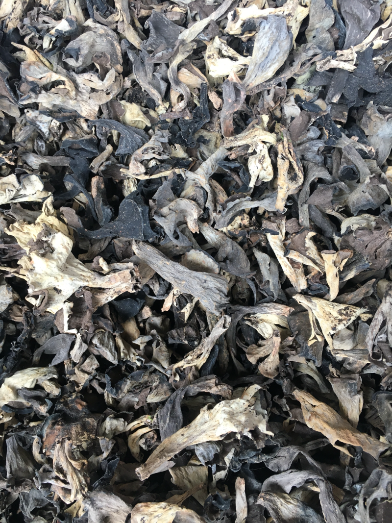 野生菌，野生黑喇叭菌，灰喇叭菌