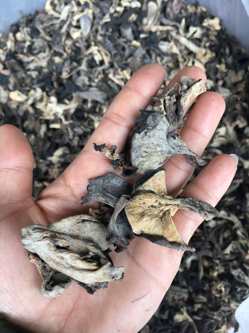 野生菌，野生黑喇叭菌，灰喇叭菌
