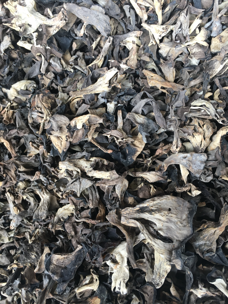 野生菌，野生黑喇叭菌，灰喇叭菌