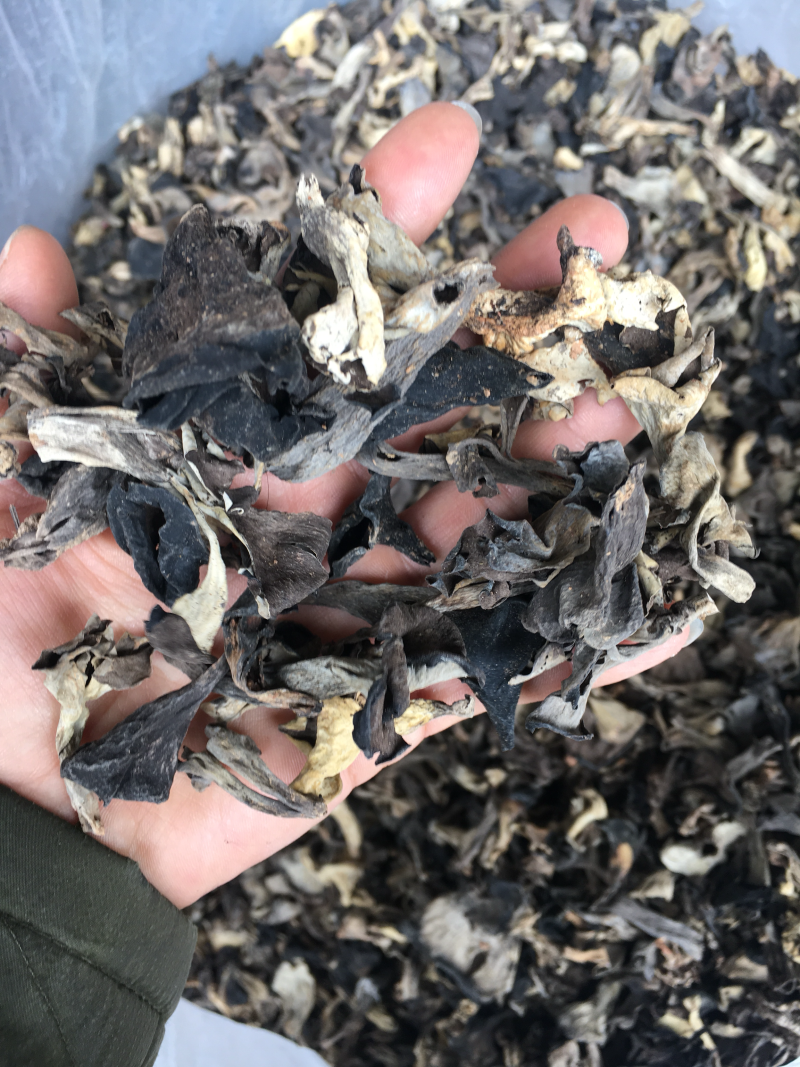 野生菌，野生黑喇叭菌，灰喇叭菌