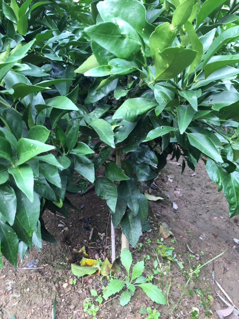 红美人，爱媛28号，移栽苗