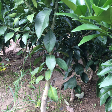 红美人，爱媛28号，移栽苗