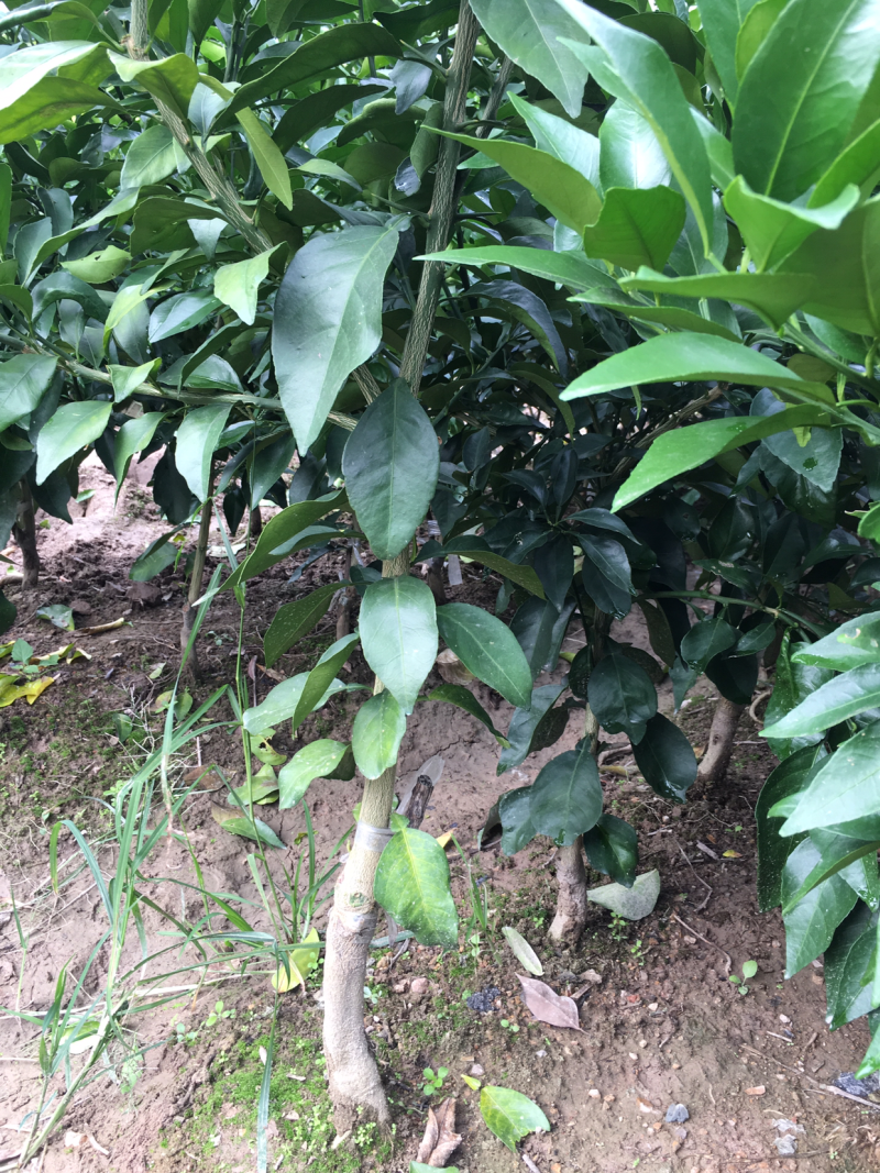 红美人，爱媛28号，移栽苗