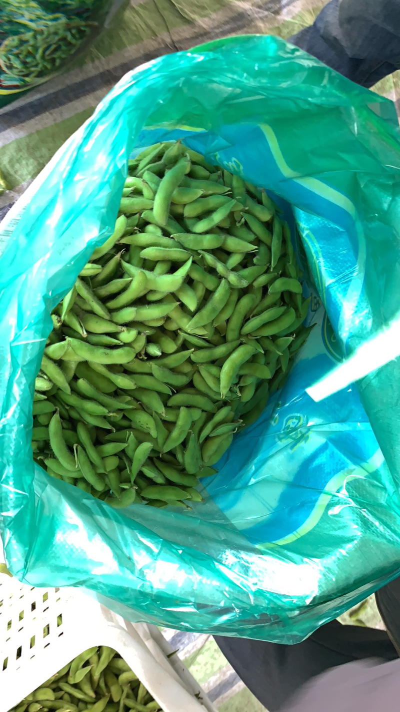 精品毛豆基地直发可视频看货对接电商市场商超