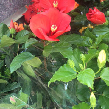 木槿