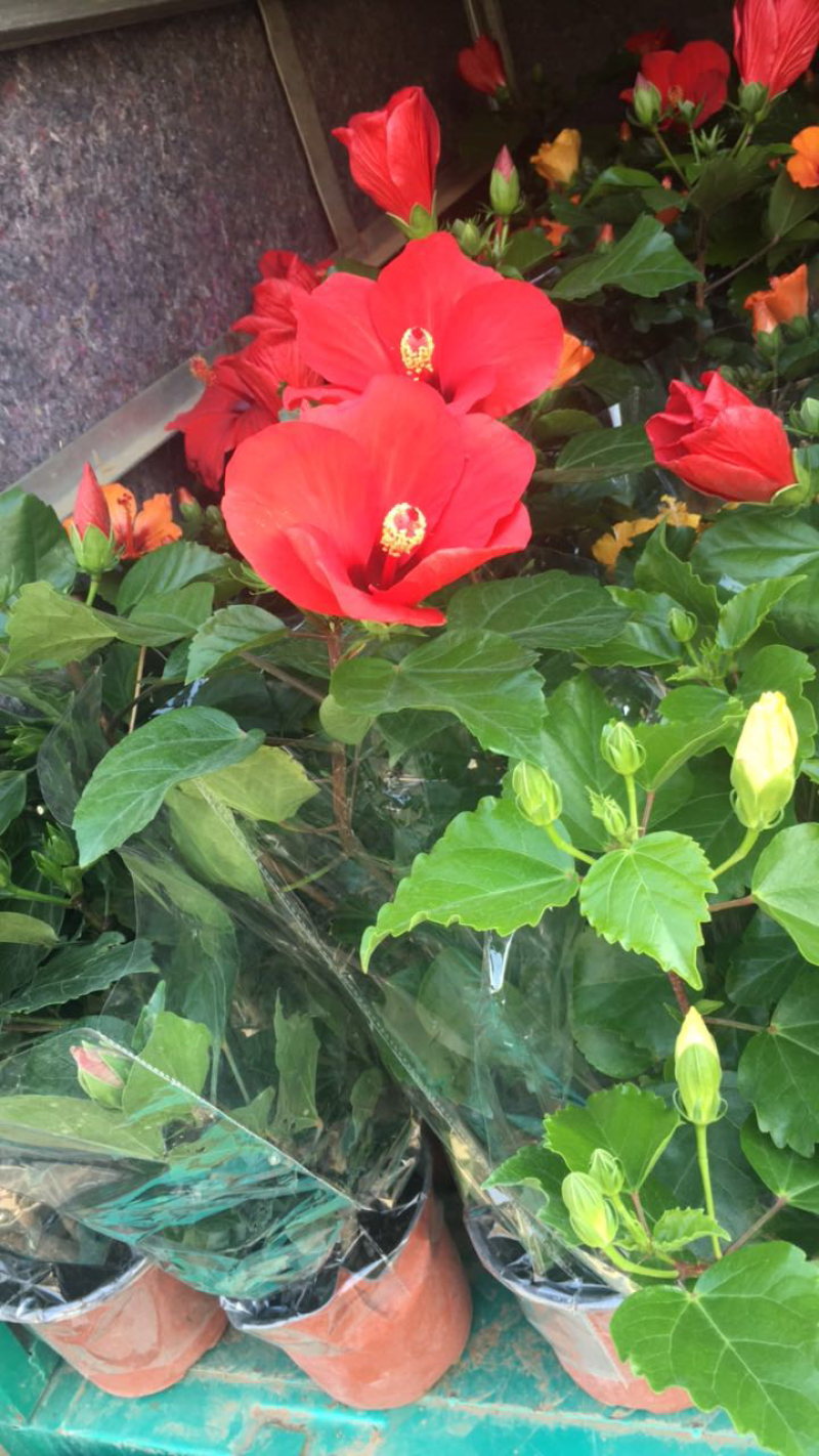木槿