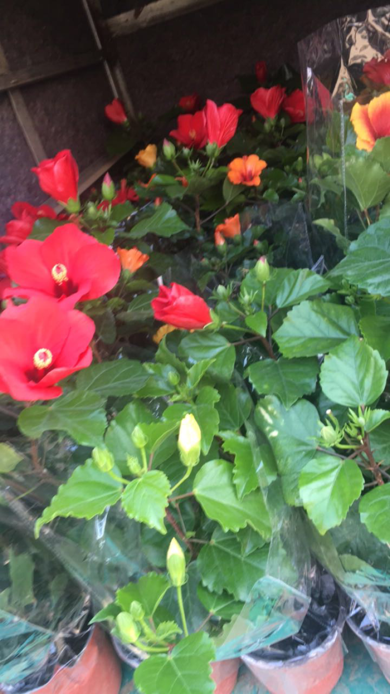 木槿