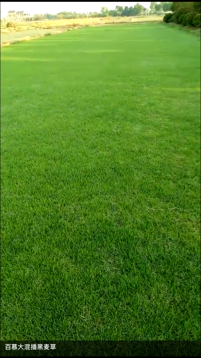 百慕大混黑麦草