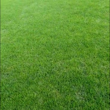 百慕大混黑麦草