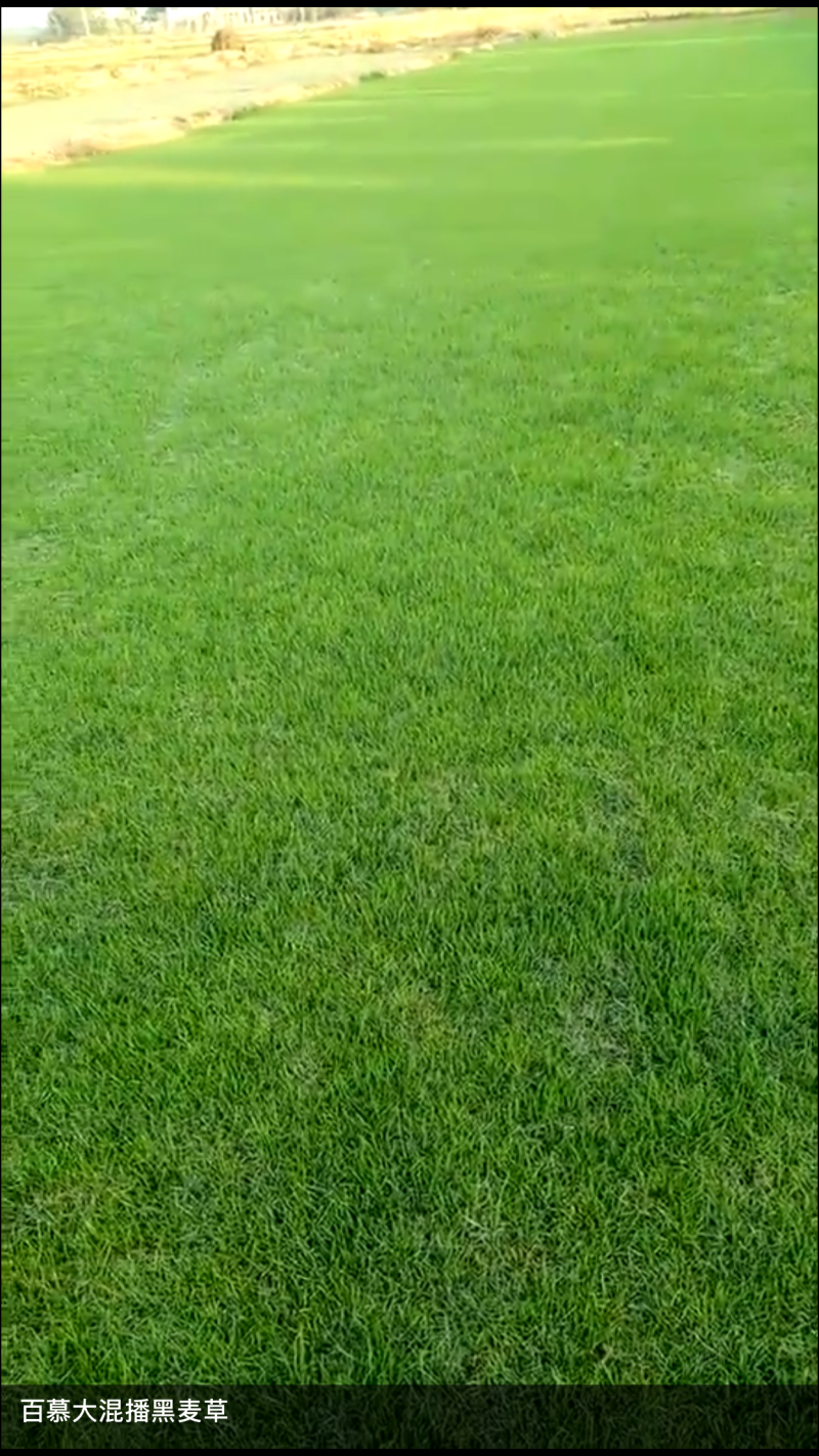 百慕大混黑麦草