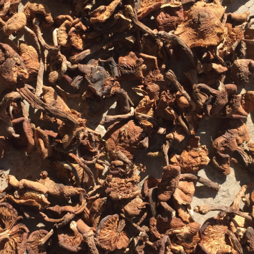 榛蘑中片大片