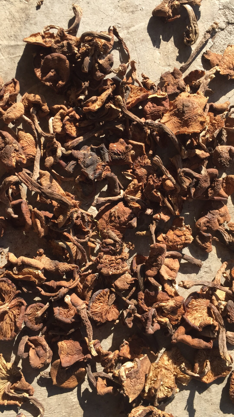 榛蘑中片大片