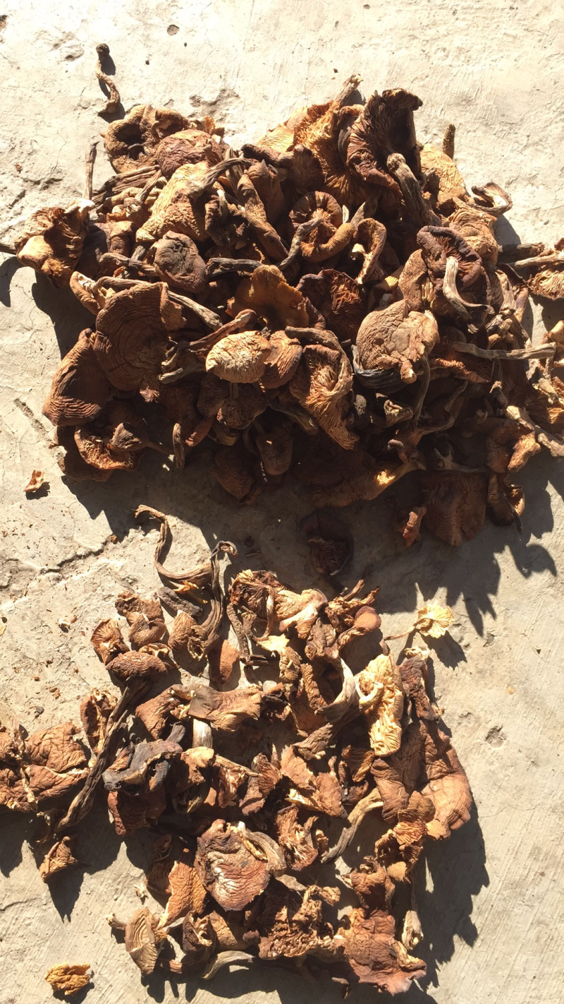 榛蘑中片大片