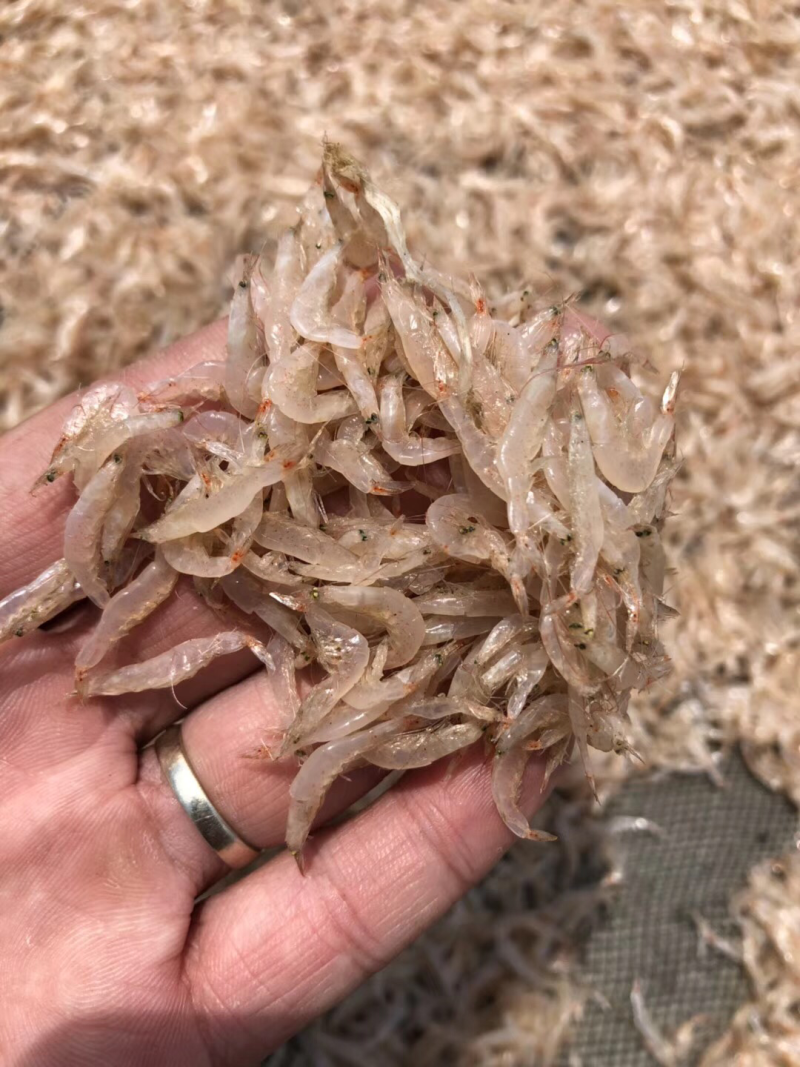 虾皮