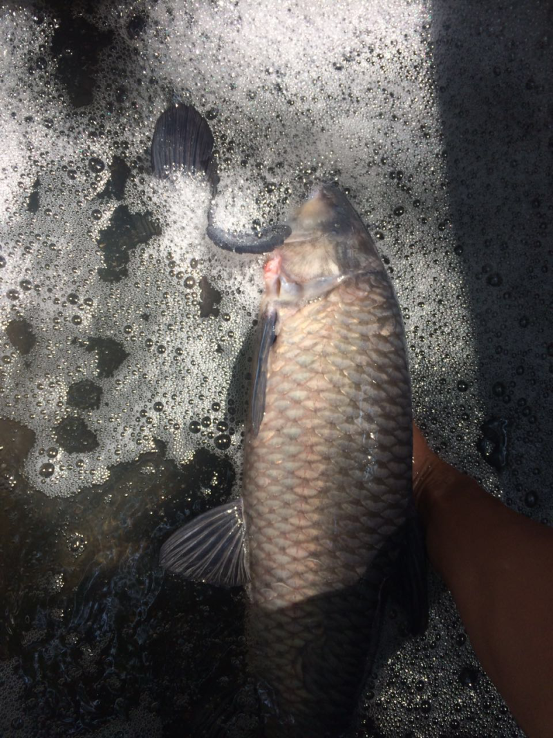 青鱼、钓池专供