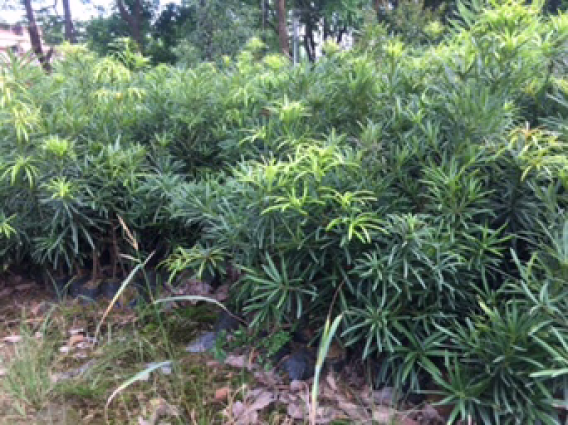 海南罗汉松